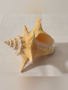 Decorative Ocean Seashell - home decor accent decoration